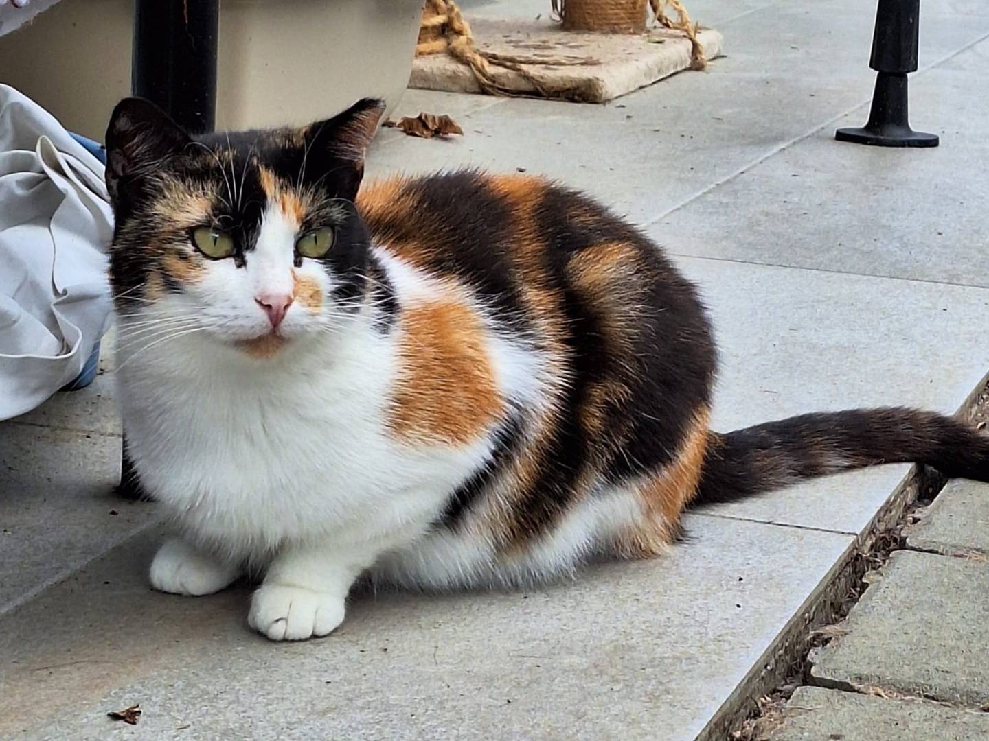Adotta un gatto, taglia non valida, femmina, Bologna