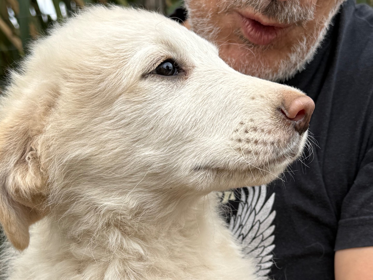 Adotta un cane, taglia media, maschio, Catanzaro