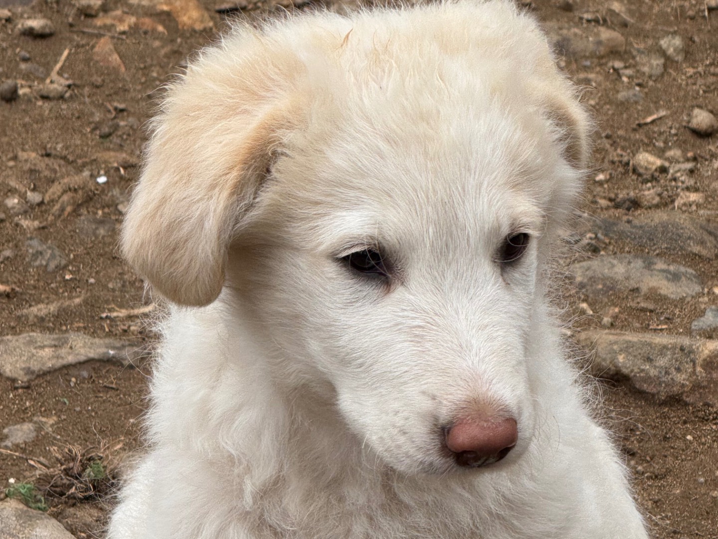 Adotta il cane Rio a Catanzaro