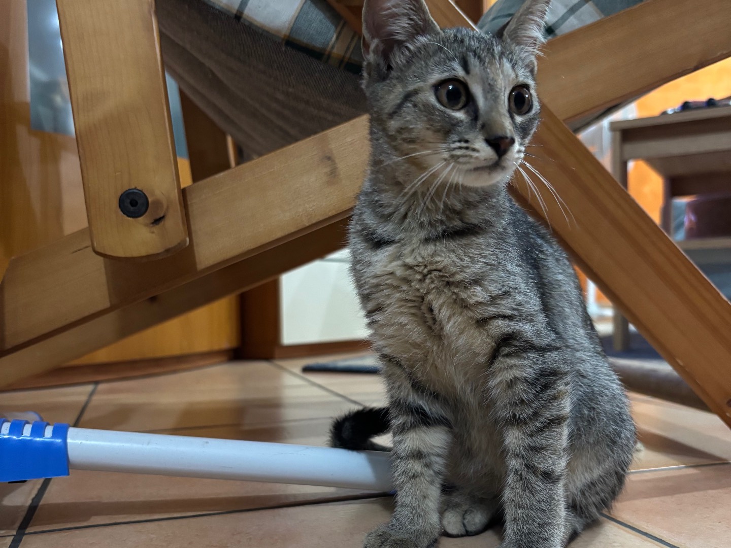 Adozione gatto, maschio, Razza sconosciuta Razza sconosciuta, 4 mesi, taglia non valida, Salerno