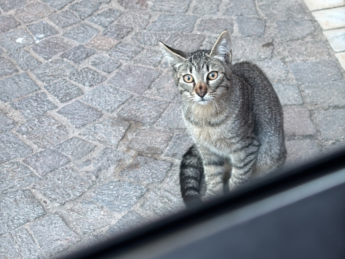 Adotta un gatto, maschio, 4 mesi, Salerno