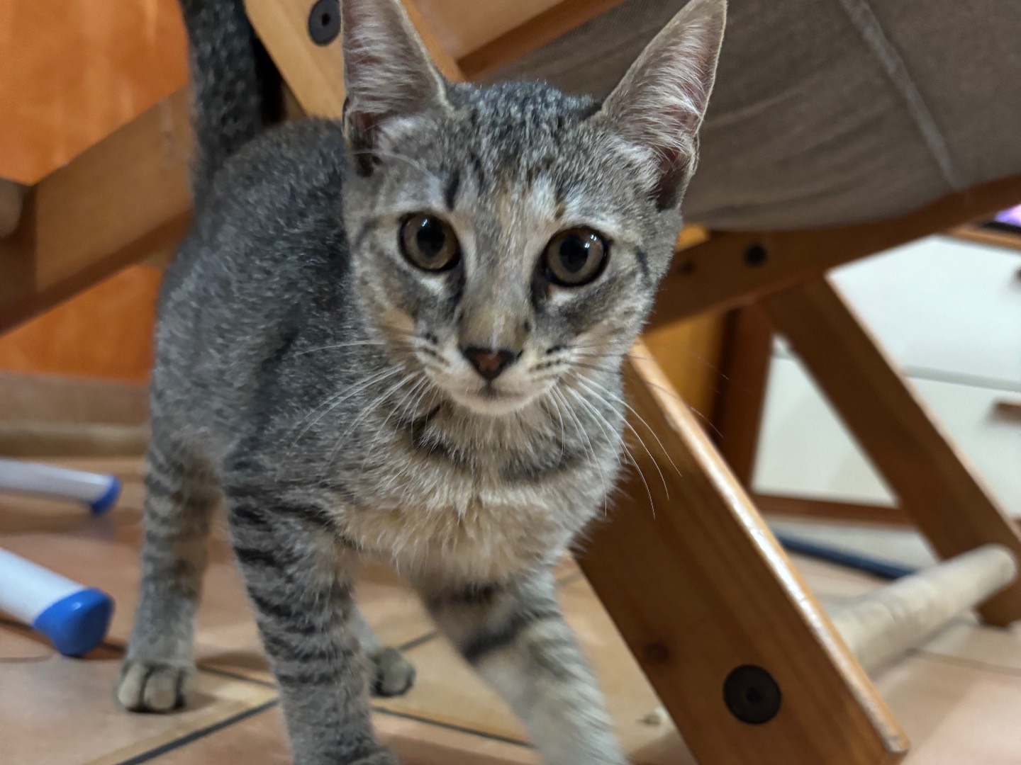 Adotta un gatto, taglia non valida, maschio, Salerno