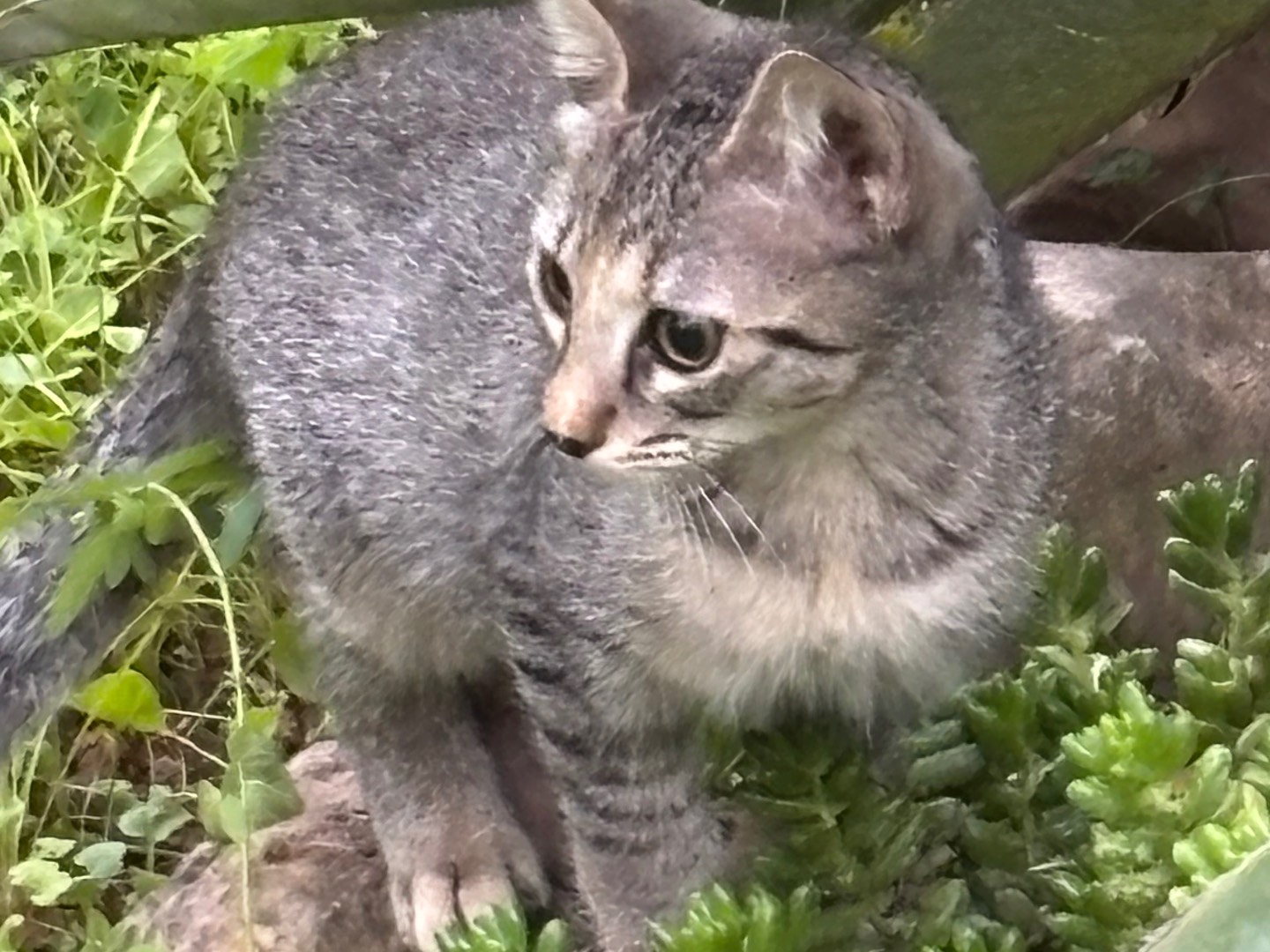 Vuoi adottare un gatto a Salerno?