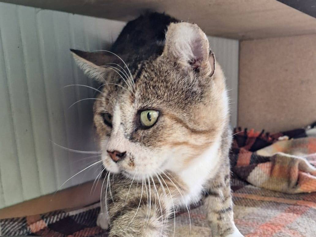 Adozione gatto, maschio, Razza sconosciuta Razza sconosciuta, 10 anni e 3 mesi, taglia non valida, Bologna