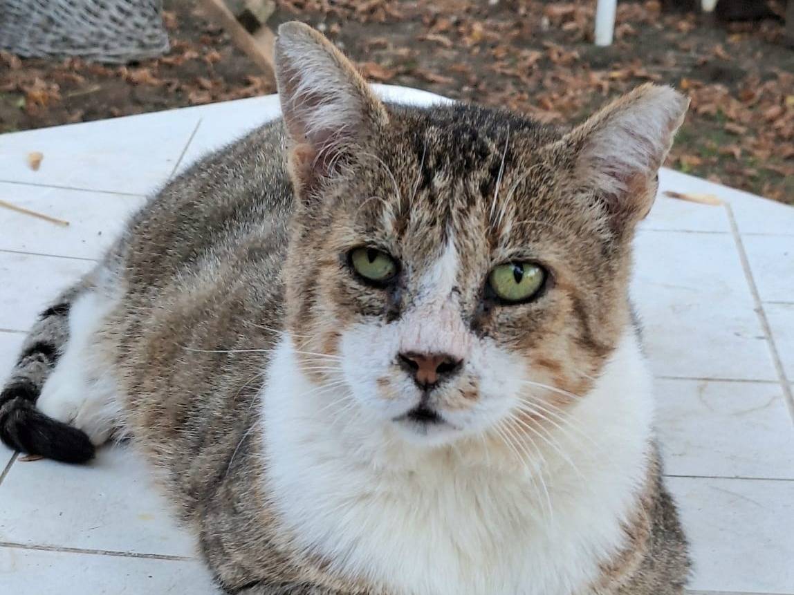 Adotta un gatto, maschio, 10 anni e 3 mesi, Bologna