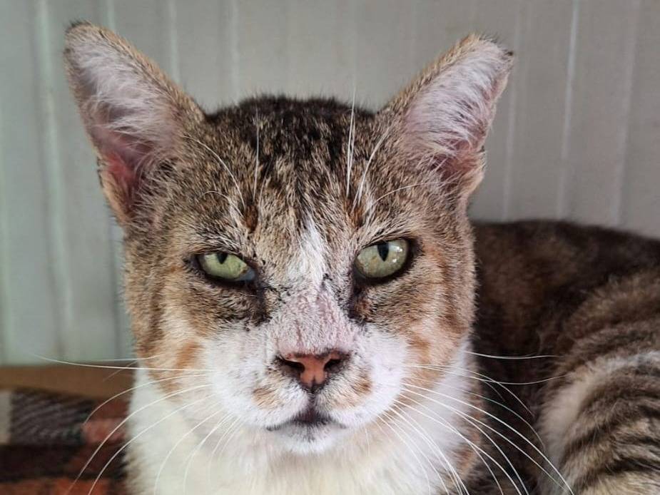 Adotta un gatto, taglia non valida, maschio, Bologna