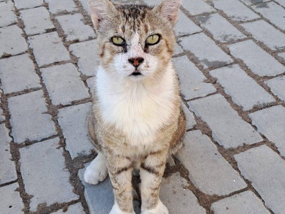 Adotta il gatto Igor a Bologna