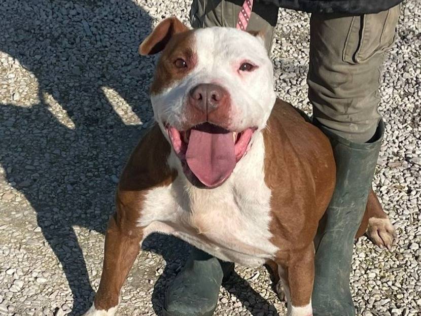 Adozione cane, maschio, Razza sconosciuta Razza sconosciuta, 4 anni e 5 mesi, taglia grande, Padova