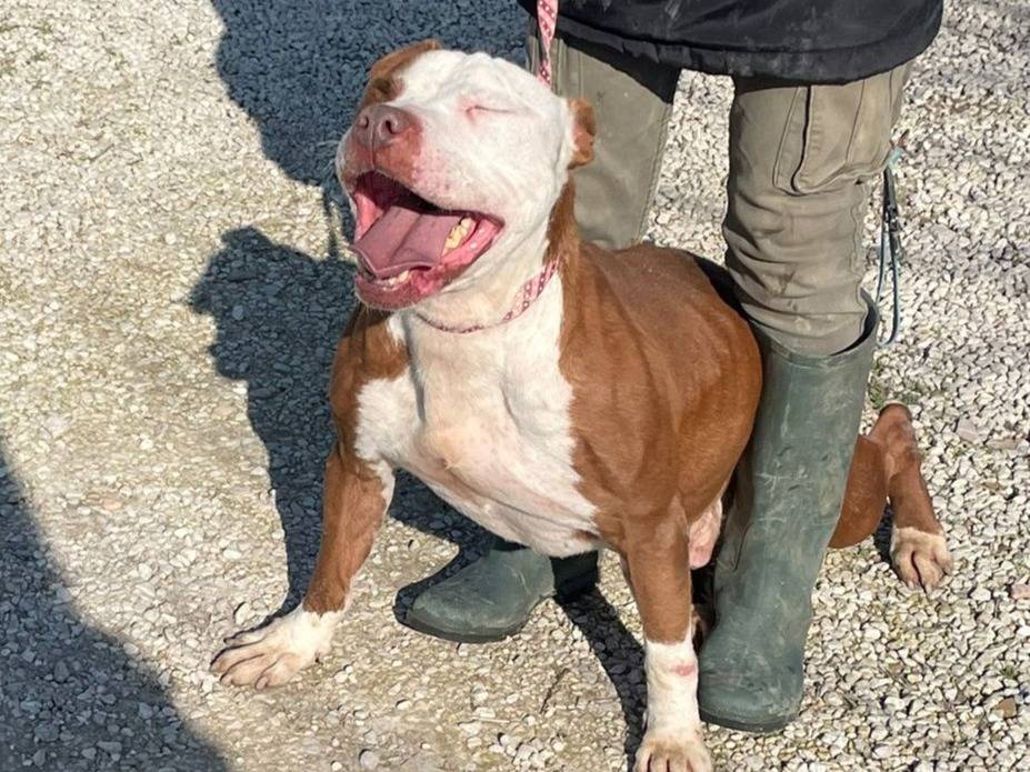 Adotta un cane, maschio, 4 anni e 5 mesi, Padova