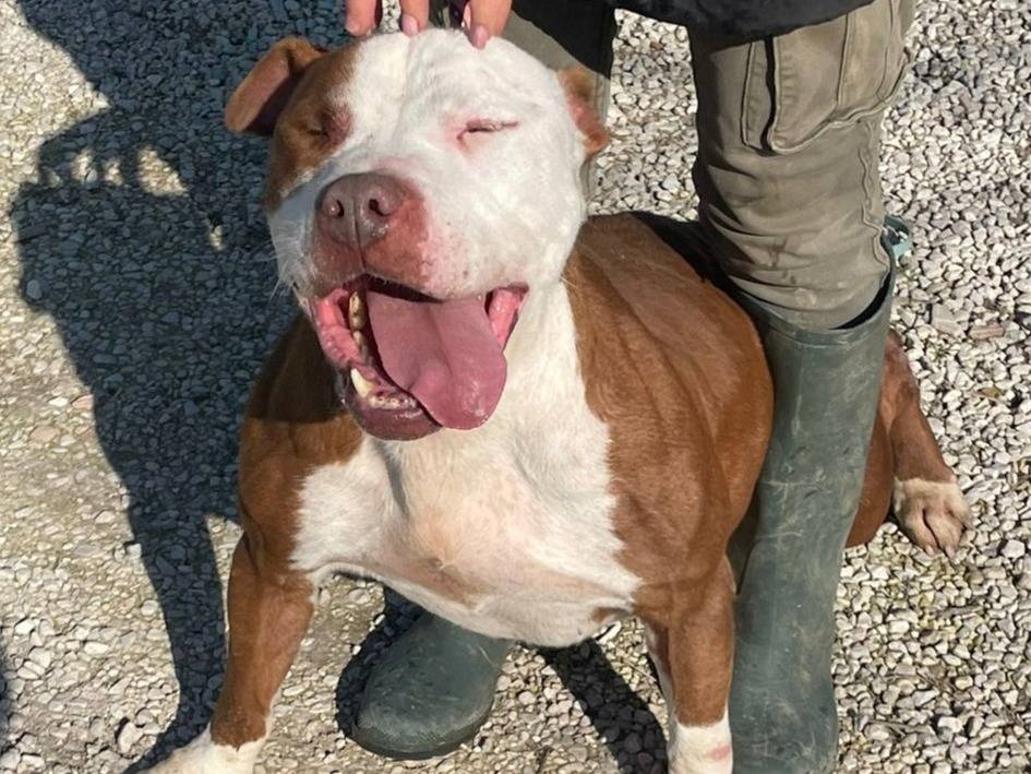 Adotta un cane, taglia grande, maschio, Padova