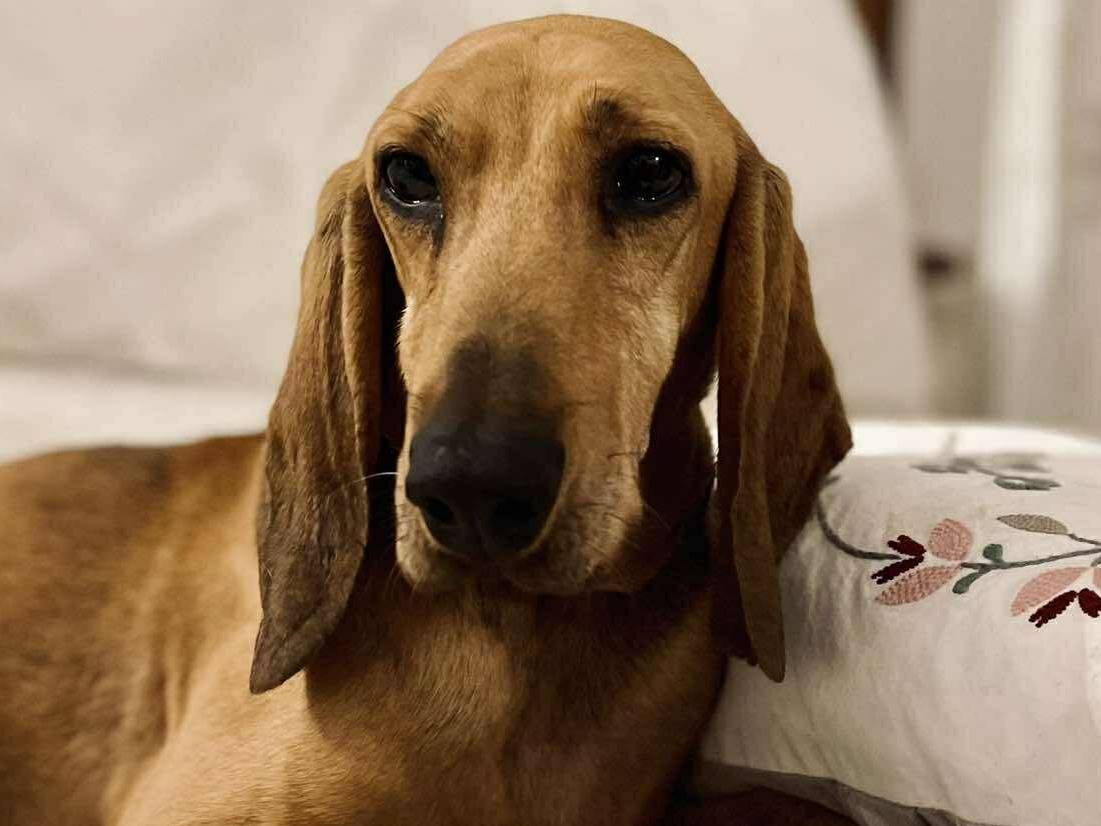 Adozione cane, maschio, Segugio Razza sconosciuta, 2 anni e 7 mesi, taglia media, Pisa