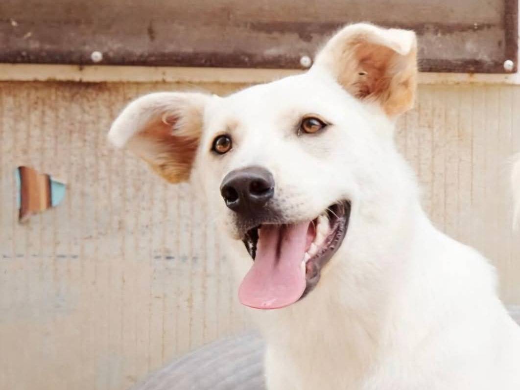 Adozione cane, femmina, Razza sconosciuta Razza sconosciuta, 1 anno, taglia media, Chieti