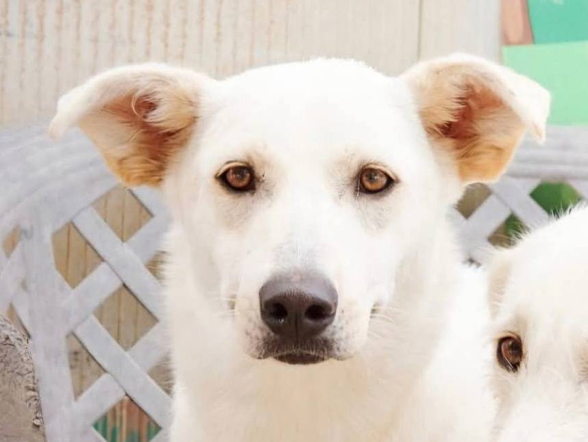 Adotta un cane, femmina, 1 anno, Chieti
