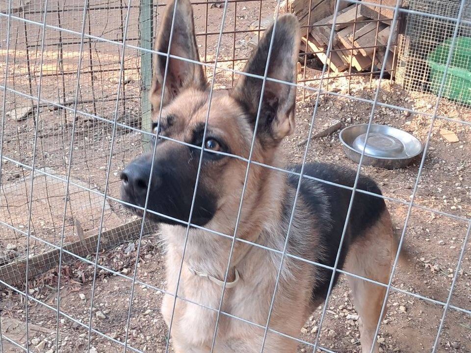 Adozione cane, femmina, Pastore tedesco Razza sconosciuta, 3 anni e 5 mesi, taglia media, Agrigento