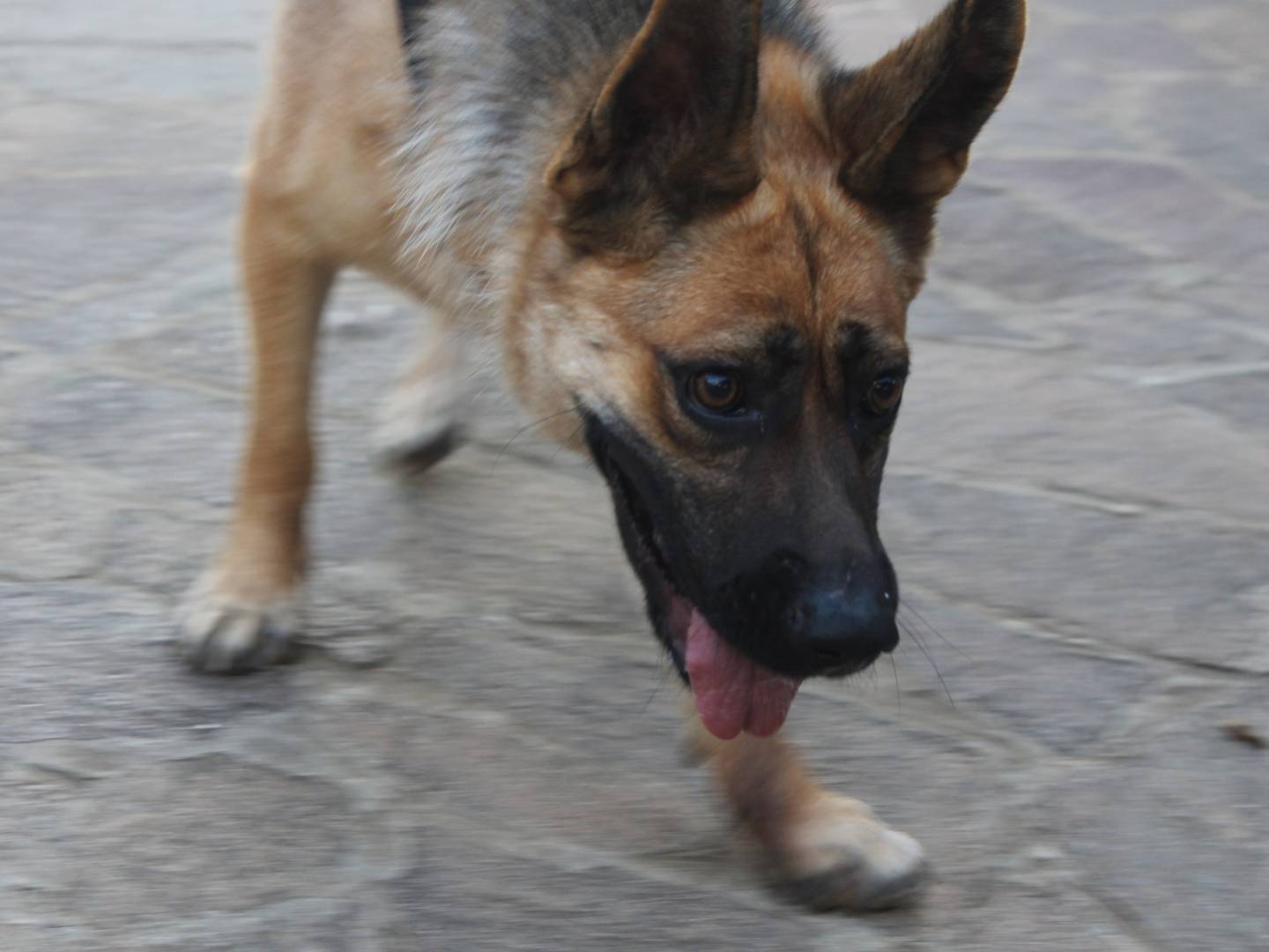 Adotta un cane, femmina, 3 anni e 5 mesi, Agrigento