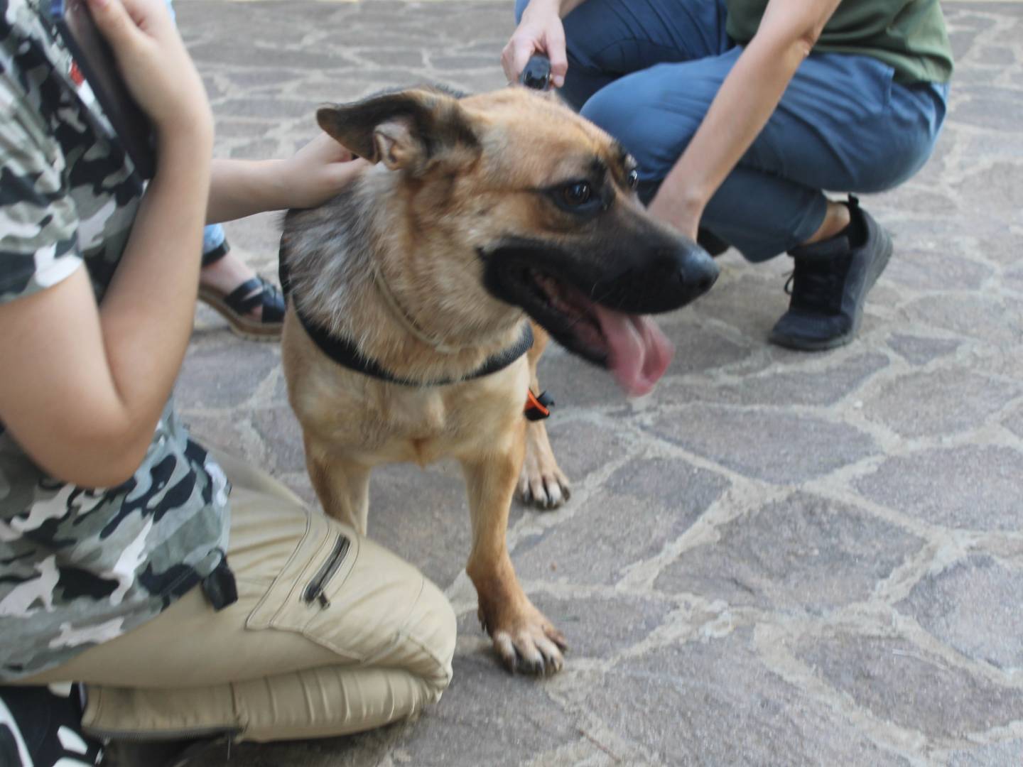 Adotta un cane, taglia media, femmina, Agrigento