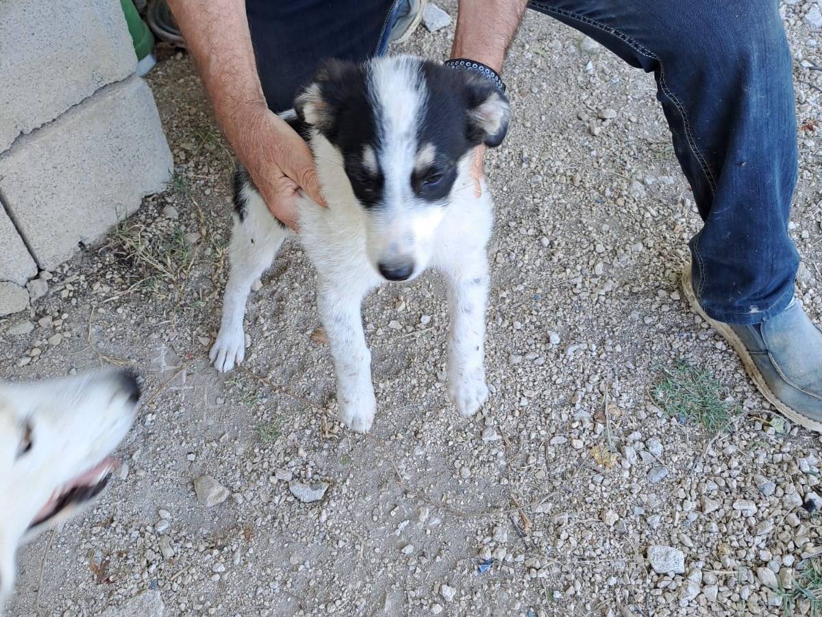 Adozione cane, femmina, Razza sconosciuta Razza sconosciuta, 4 mesi, taglia media, Salerno