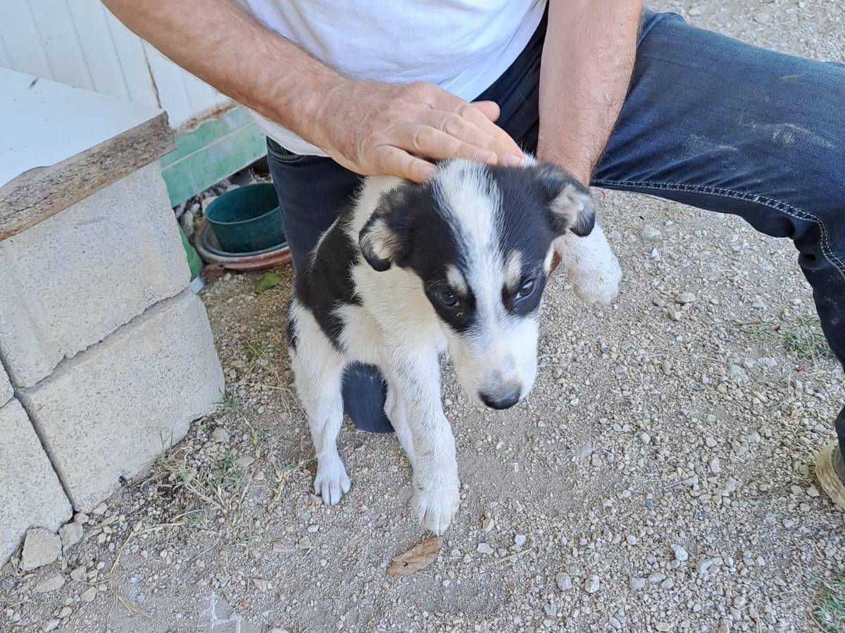 Adozione cane, femmina, Razza sconosciuta Razza sconosciuta, 4 mesi, taglia media, Salerno