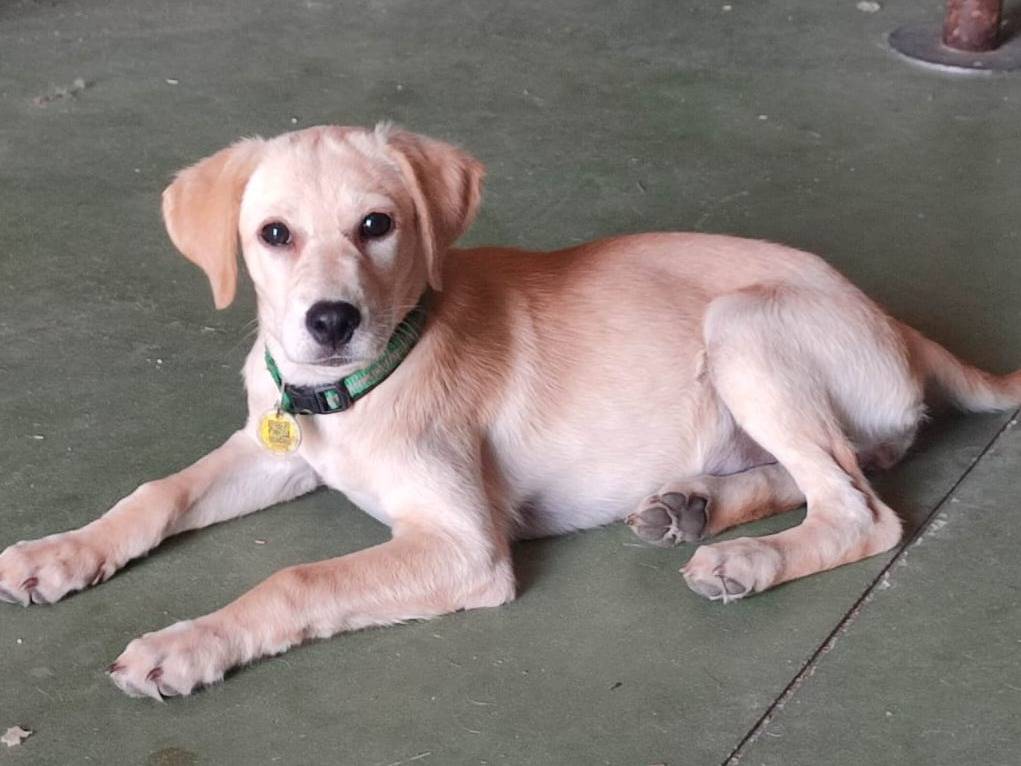 Adozione cane, femmina, Razza sconosciuta Razza sconosciuta, 4 mesi, taglia media, Varese