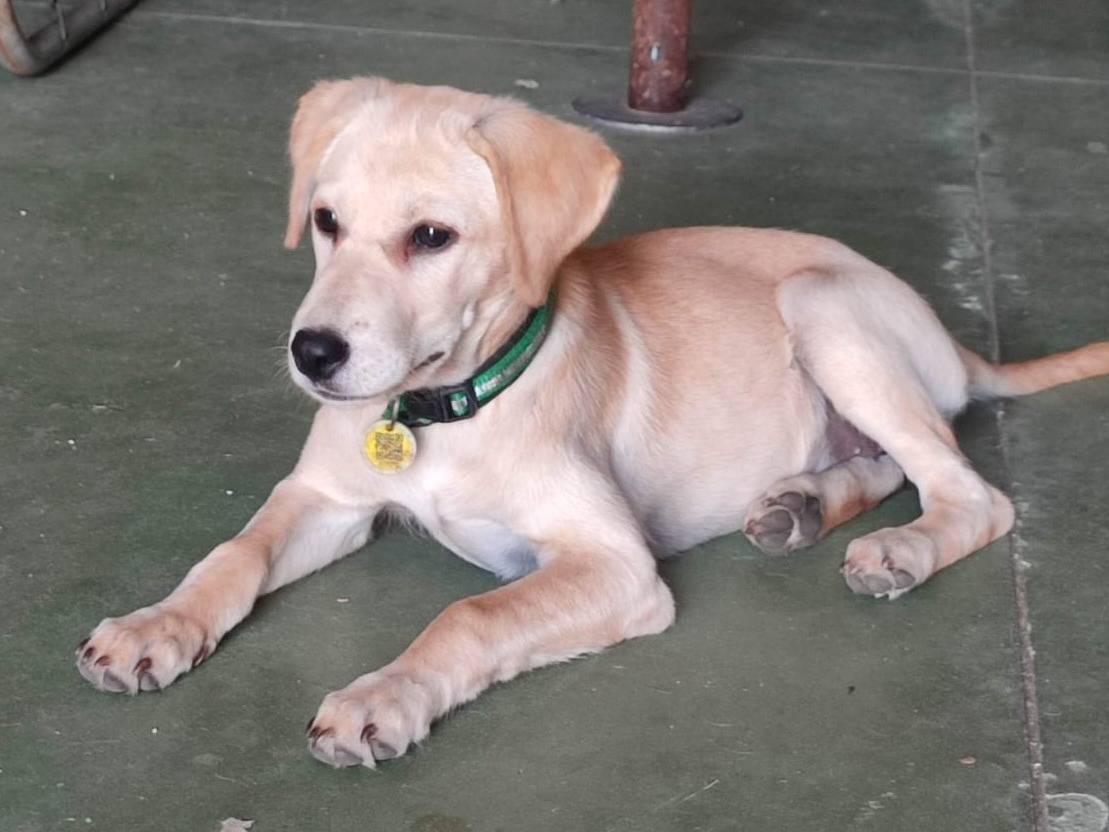 Adotta un cane, femmina, 4 mesi, Varese