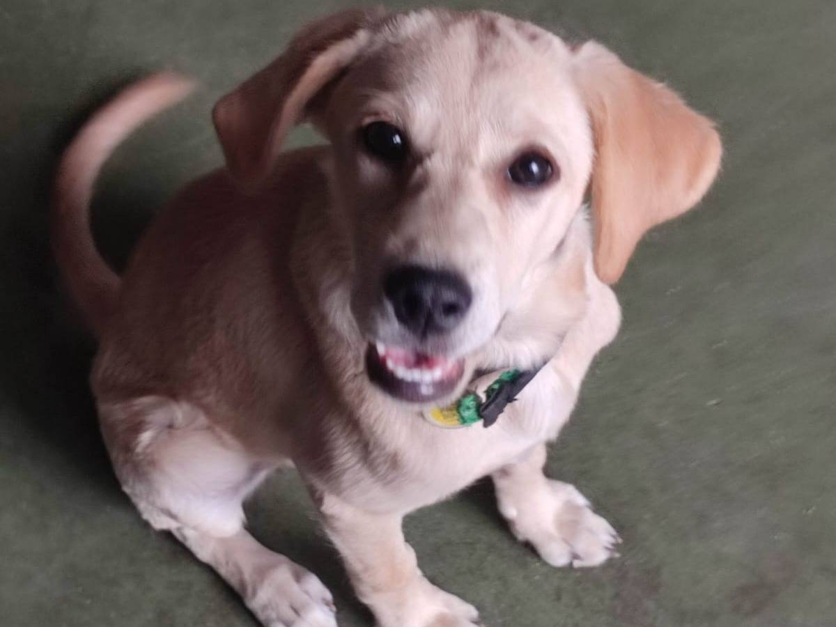 Adotta un cane, taglia media, femmina, Varese