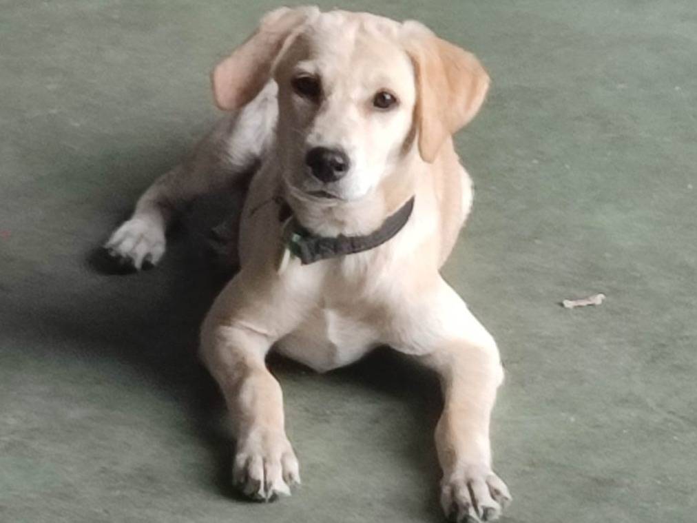 Vuoi adottare un cane a Varese?