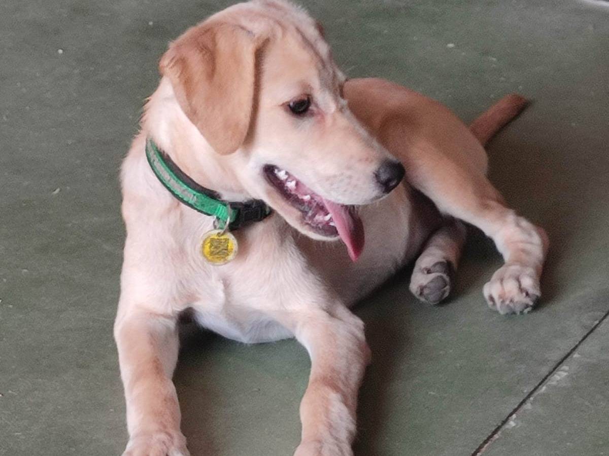 Adotta il cane UNA MAMMA PER MIA a Varese