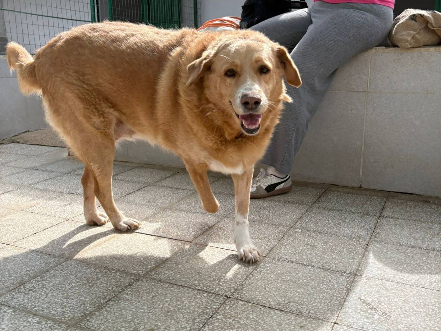 Adozione cane, femmina, Labrador Retriever Razza sconosciuta, 2 anni e 9 mesi, taglia grande, Caserta