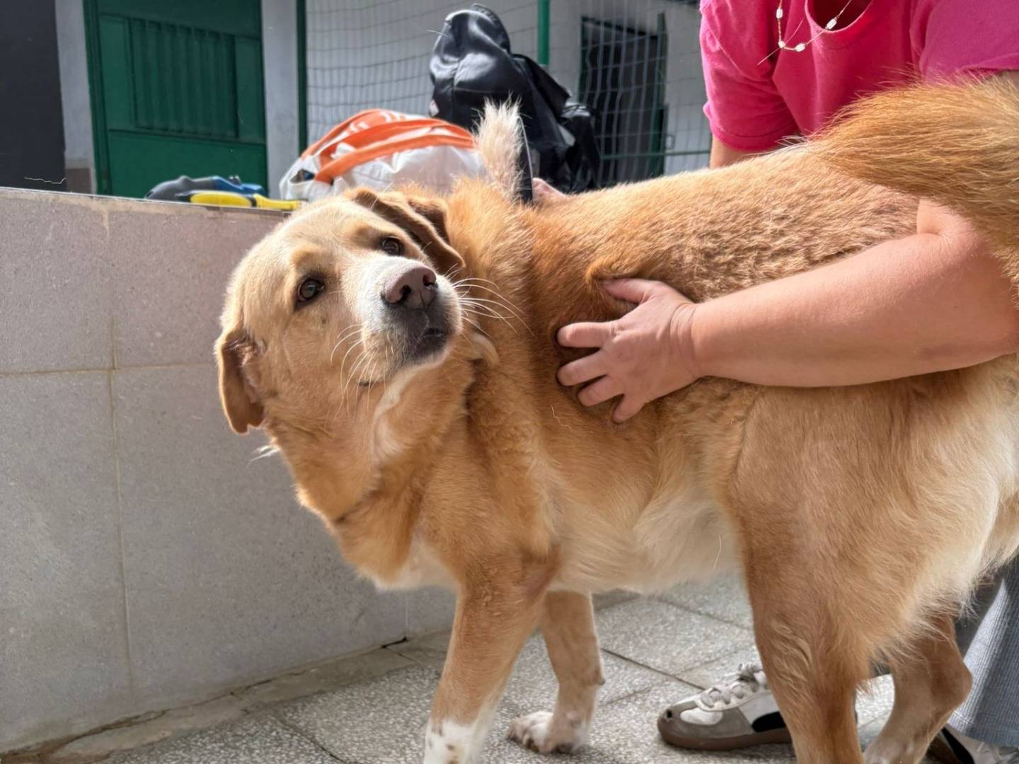 Adotta un cane, taglia grande, femmina, Caserta