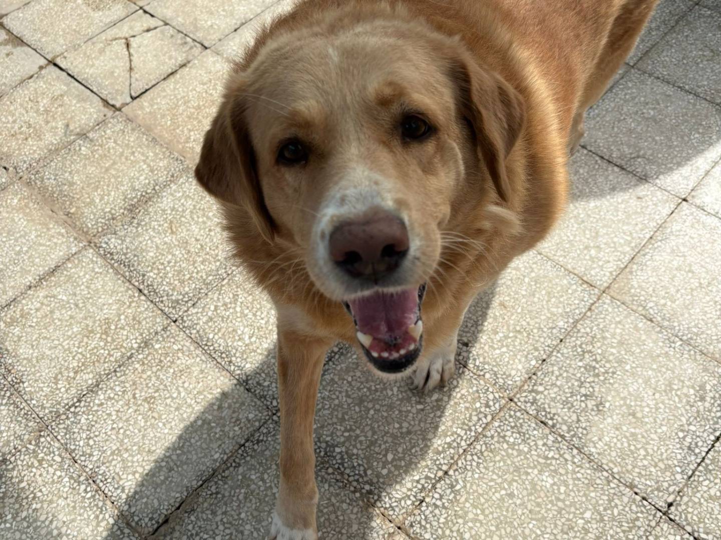 Vuoi adottare un cane a Caserta?