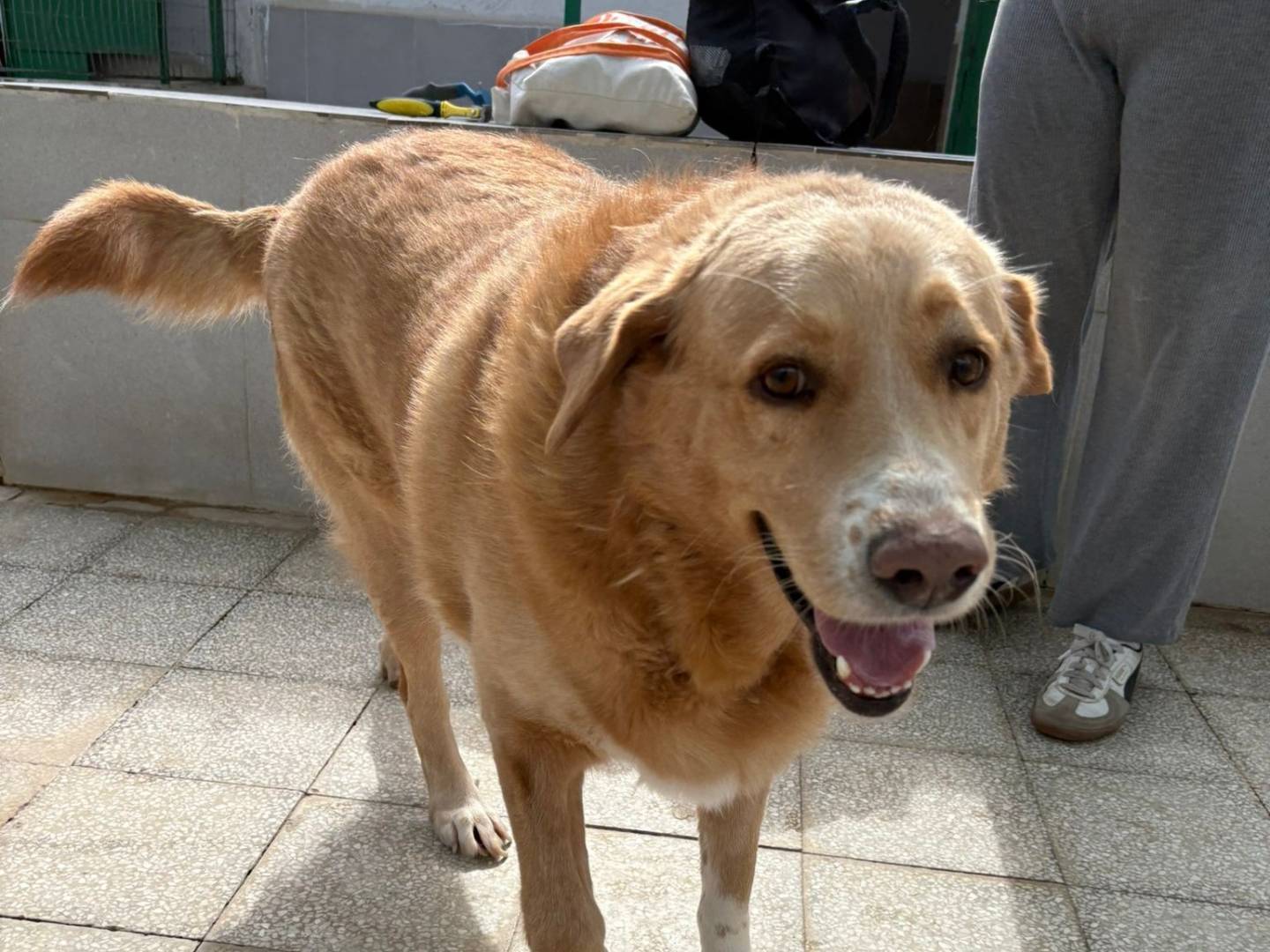 Adotta il cane Candy a Caserta