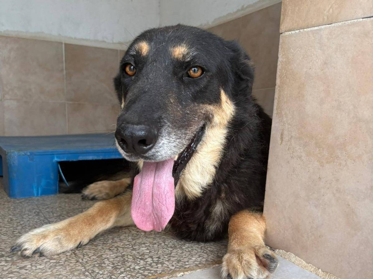 Adozione cane, maschio, Razza sconosciuta Razza sconosciuta, 5 anni e 11 mesi, taglia grande, Caserta