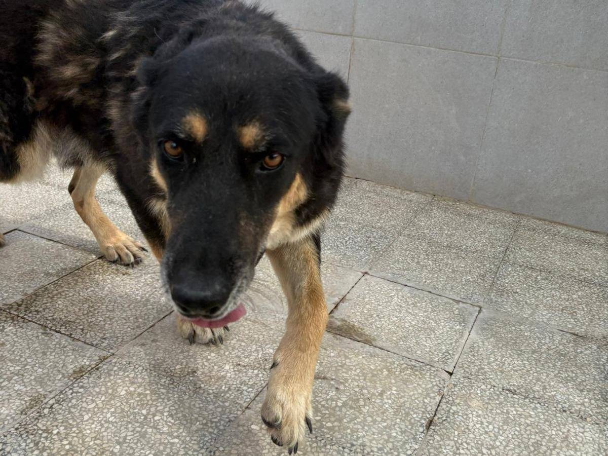Adotta un cane, taglia grande, maschio, Caserta