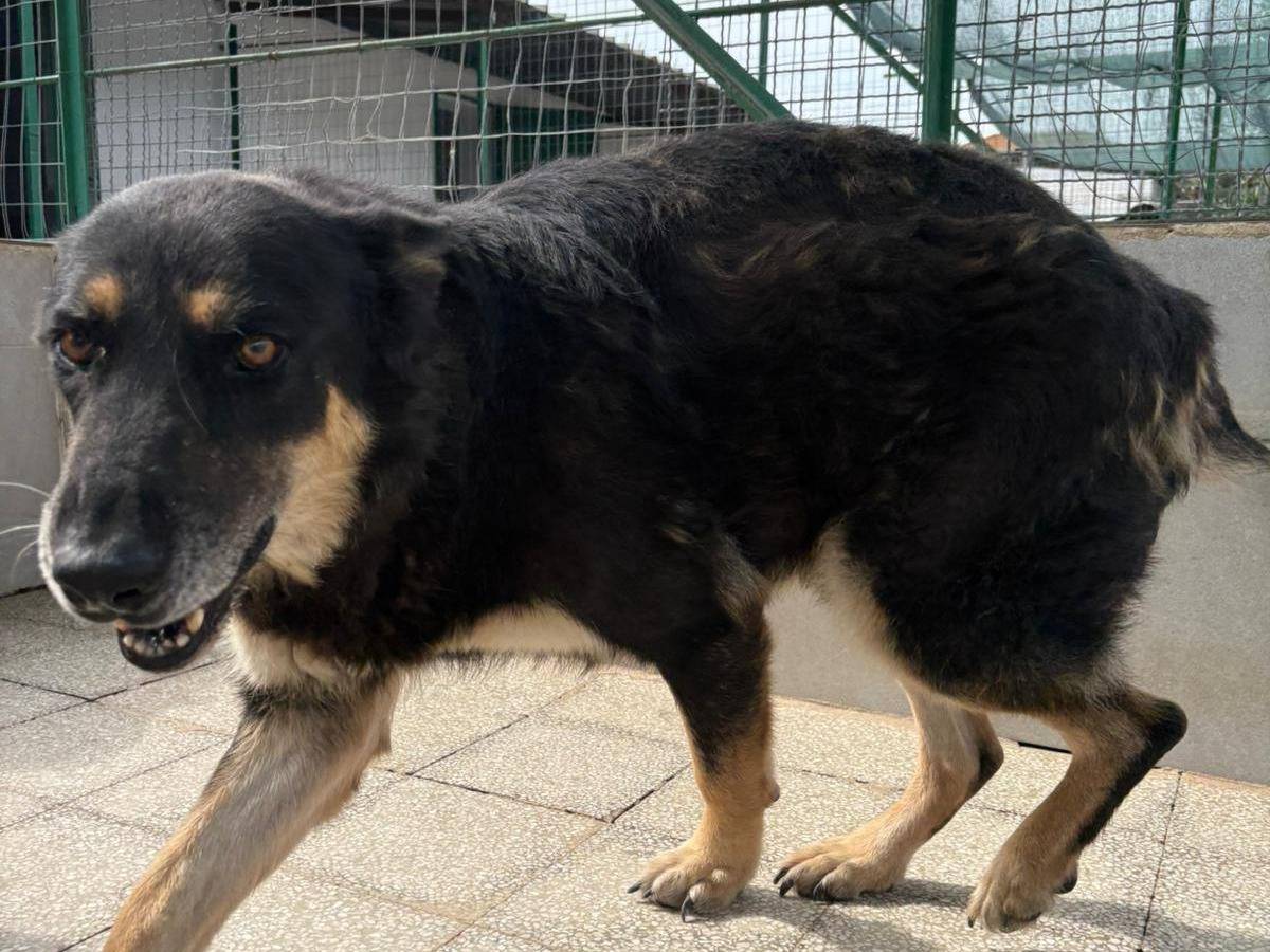 Vuoi adottare un cane a Caserta?