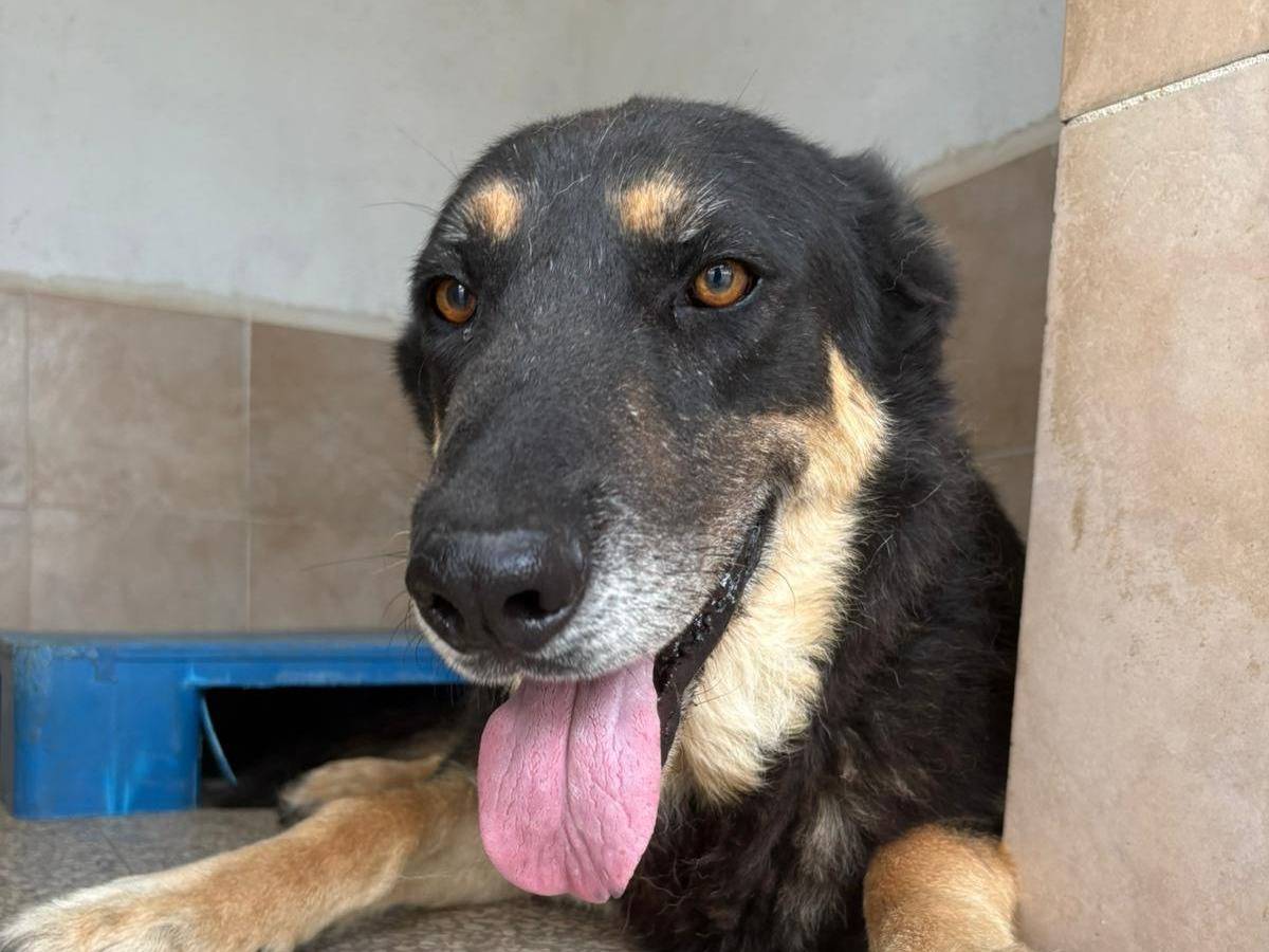 Adotta il cane TERENCE a Caserta