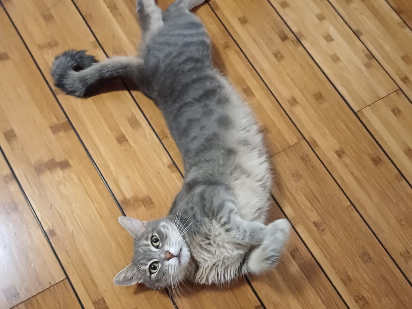 Adotta un gatto, femmina, 3 anni e 6 mesi, Roma