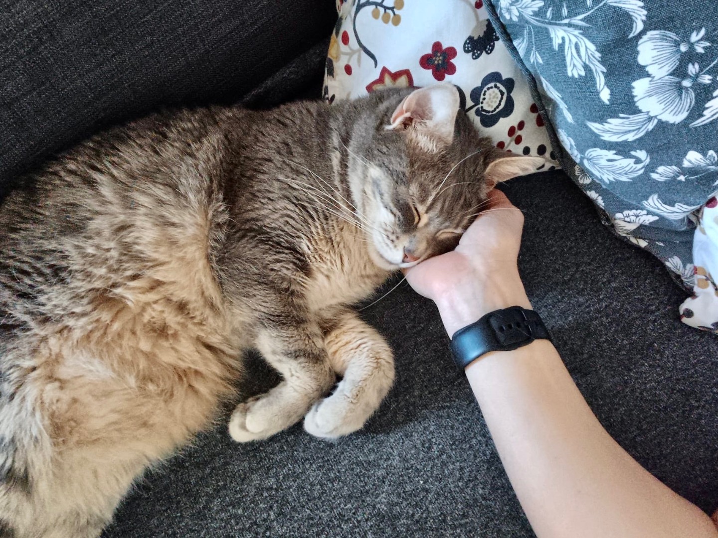 Adotta un gatto, taglia non valida, femmina, Roma