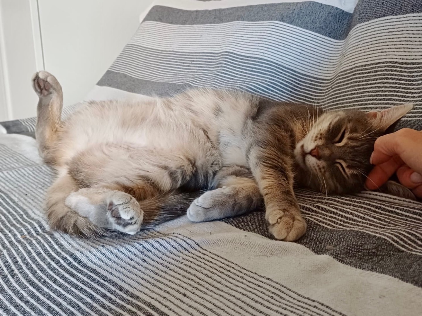 Adotta il gatto Amy a Roma