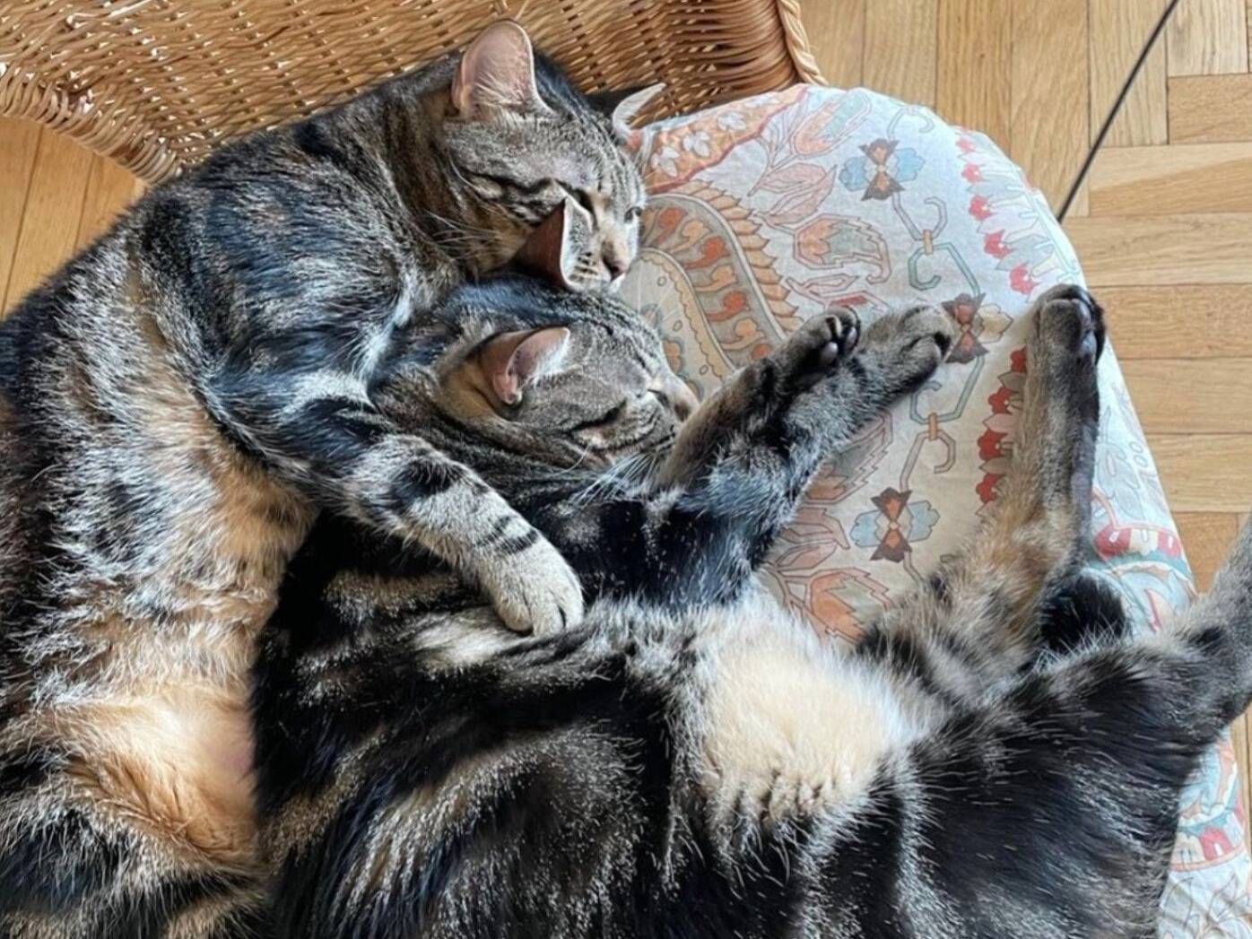 Adozione gatto, maschio, Razza sconosciuta Razza sconosciuta, 2 anni e 2 mesi, taglia non valida, Torino