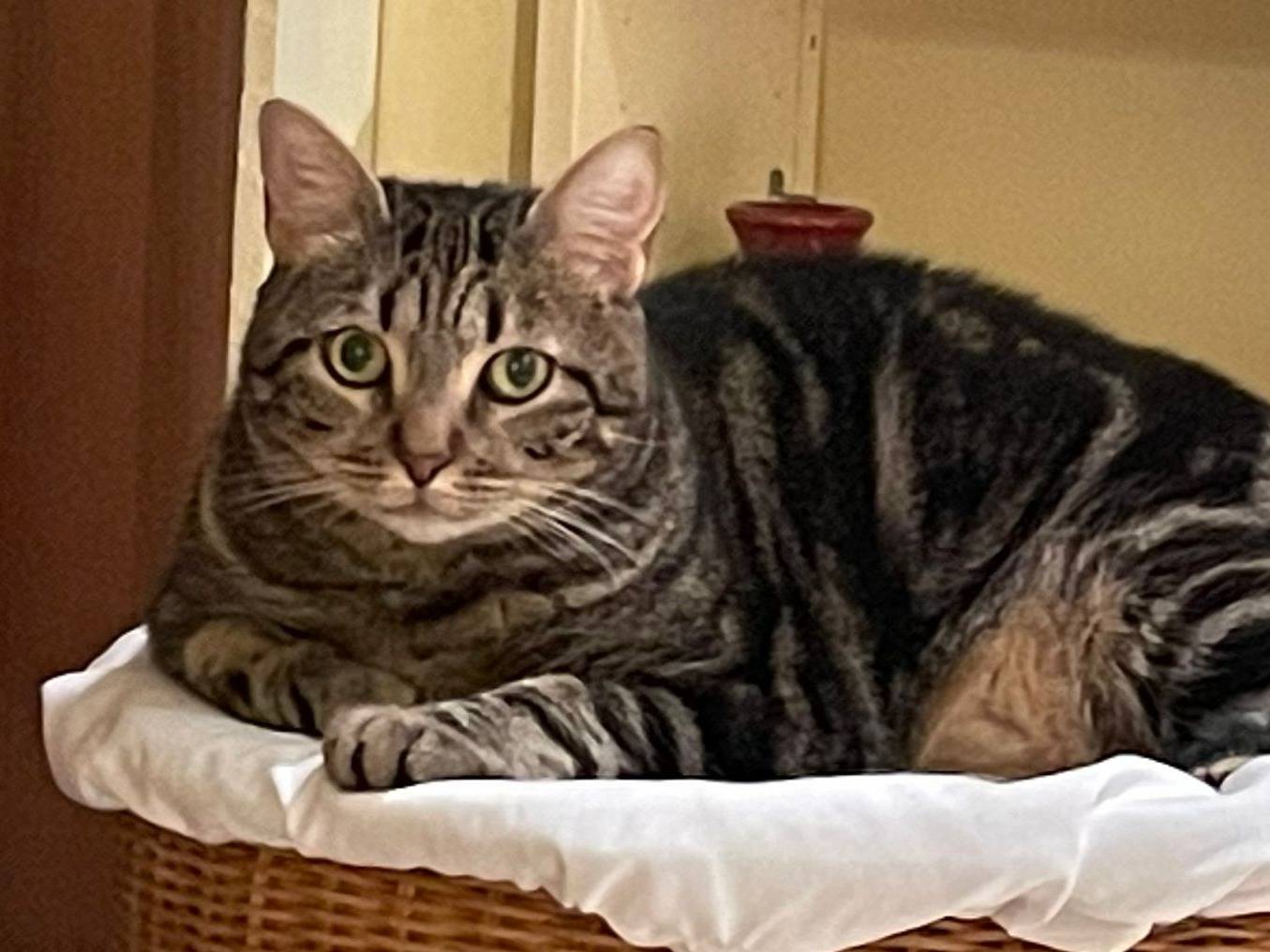 Adotta un gatto, maschio, 2 anni e 2 mesi, Torino