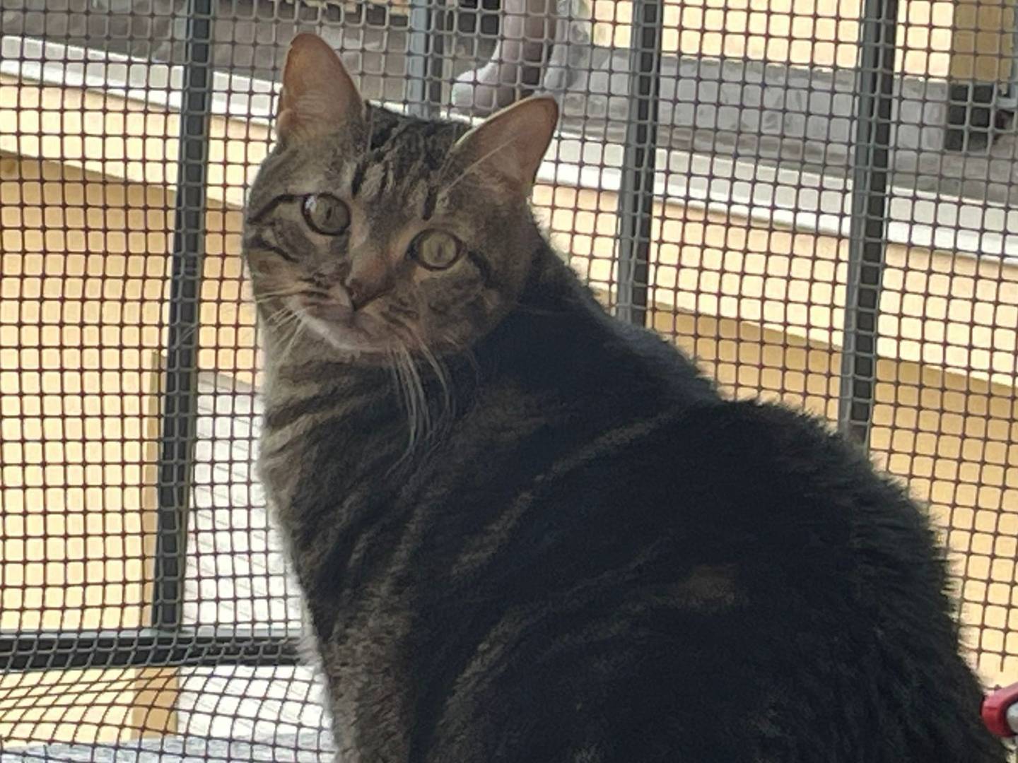 Adotta un gatto, taglia non valida, maschio, Torino