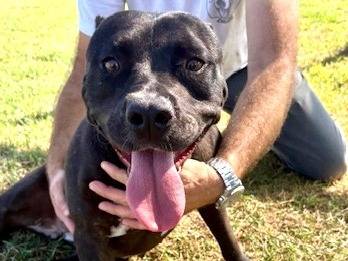 Adozione cane, femmina, Pitbull Razza sconosciuta, 3 anni e 10 mesi, taglia media, Latina