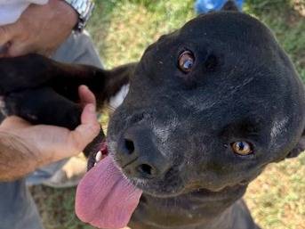 Adotta un cane, femmina, 3 anni e 10 mesi, Latina