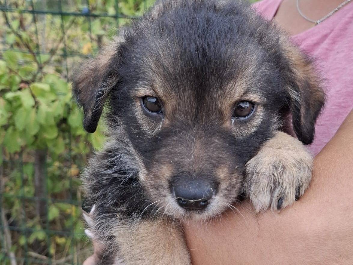 Adozione cane, maschio, Pastore tedesco Razza sconosciuta, 3 mesi, taglia grande, Grosseto