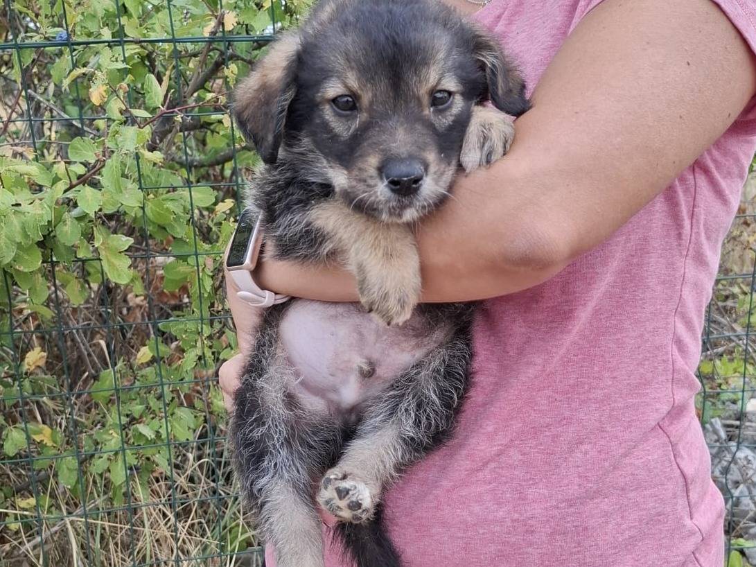 Adotta un cane, maschio, 3 mesi, Grosseto