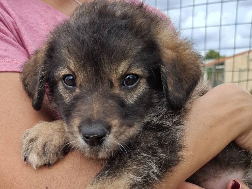 Adotta un cane, taglia grande, maschio, Grosseto