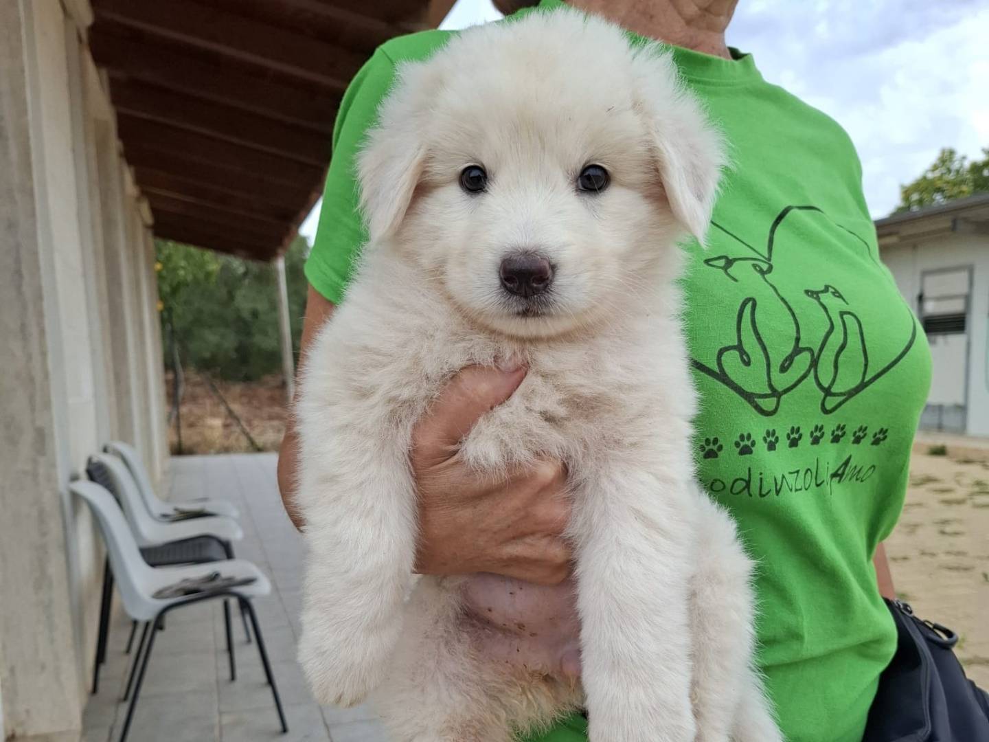 Adozione cane, femmina, Pastore maremmano Razza sconosciuta, 2 mesi, taglia media, Genova
