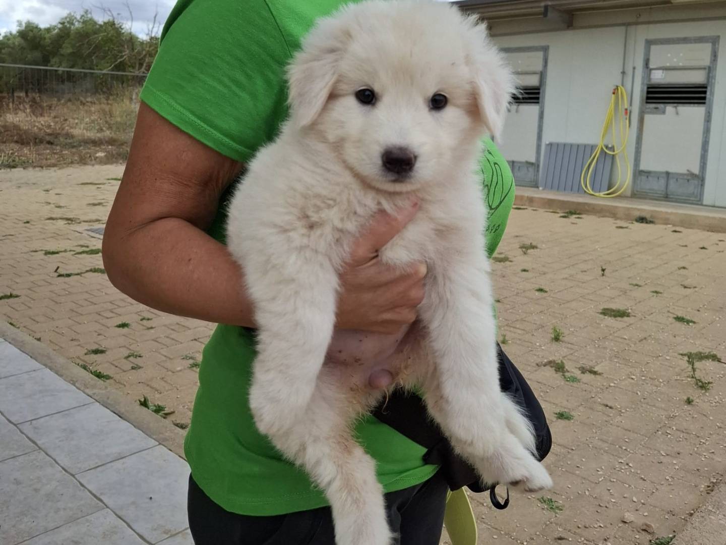 Adotta un cane, femmina, 2 mesi, Genova