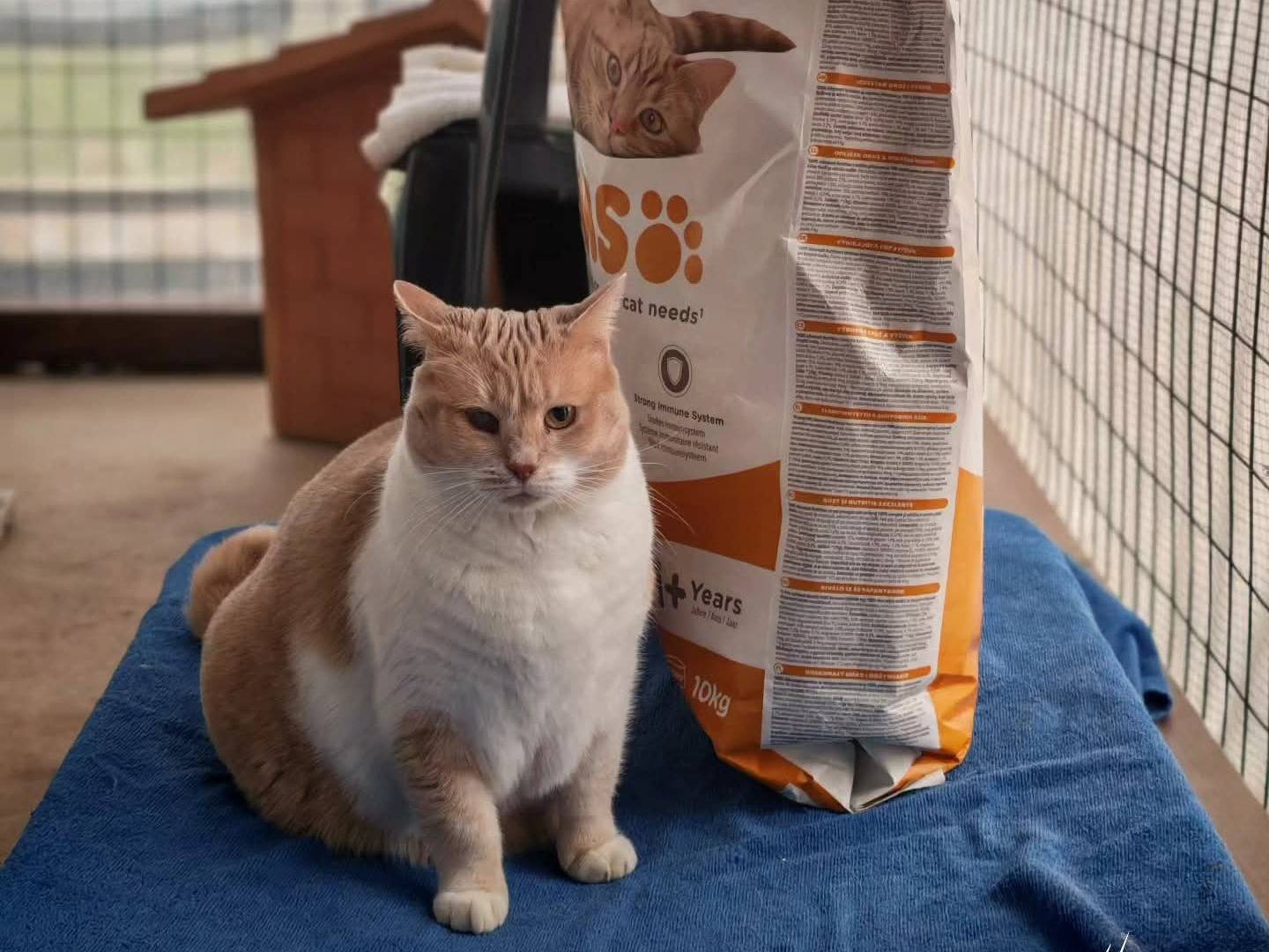 Adozione gatto, femmina, Razza sconosciuta Razza sconosciuta, 3 anni e 7 mesi, taglia non valida, Brescia