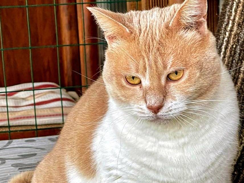 Adotta un gatto, femmina, 3 anni e 7 mesi, Brescia